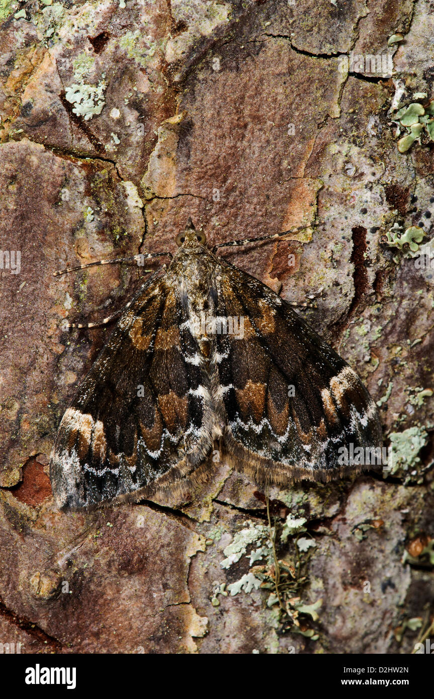 A dark marbled carpet moth (Chloroclysta citrata) camouflaged against