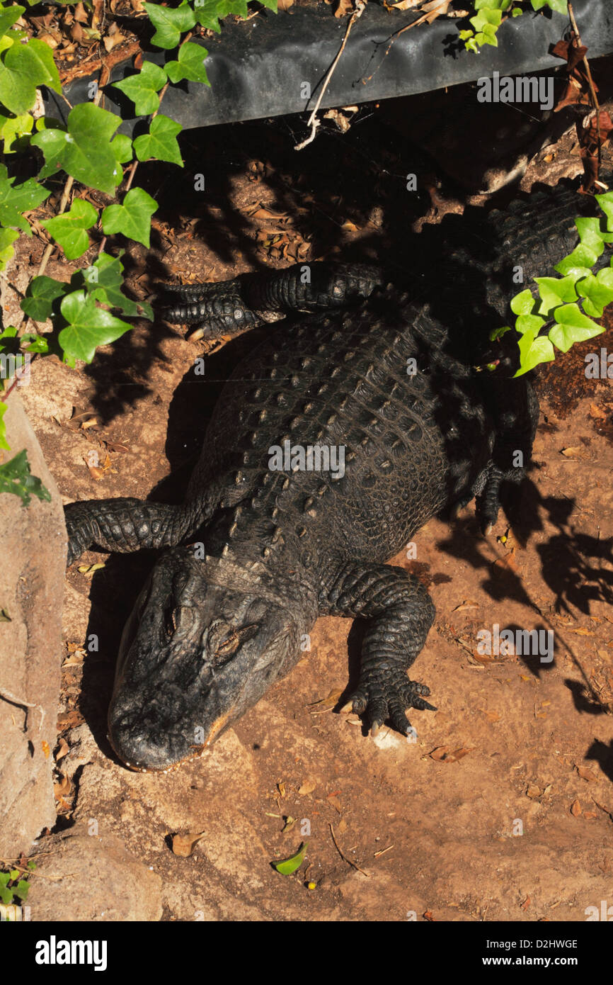 alligator Stock Photo