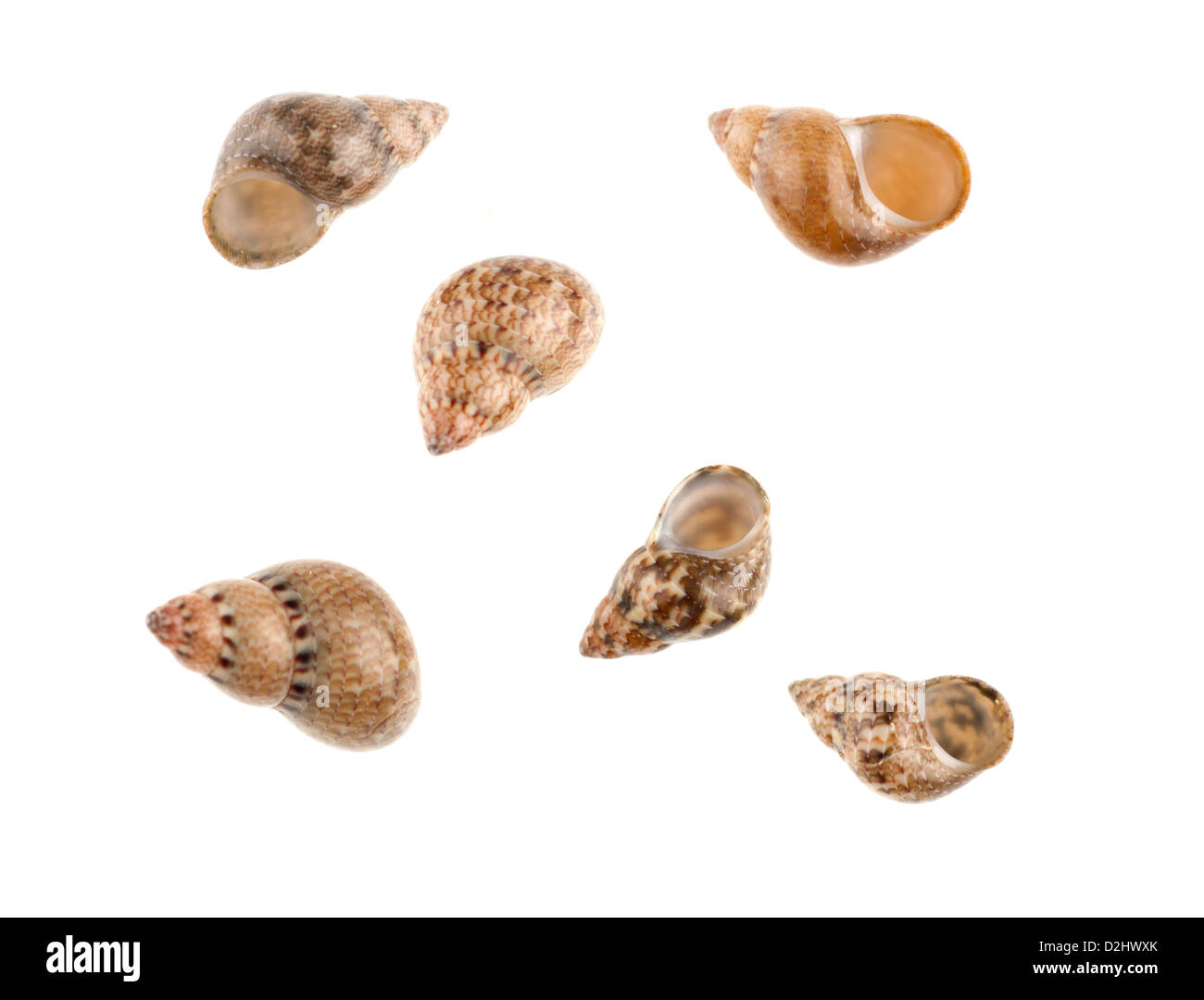 6 shells hi-res stock photography and images - Alamy
