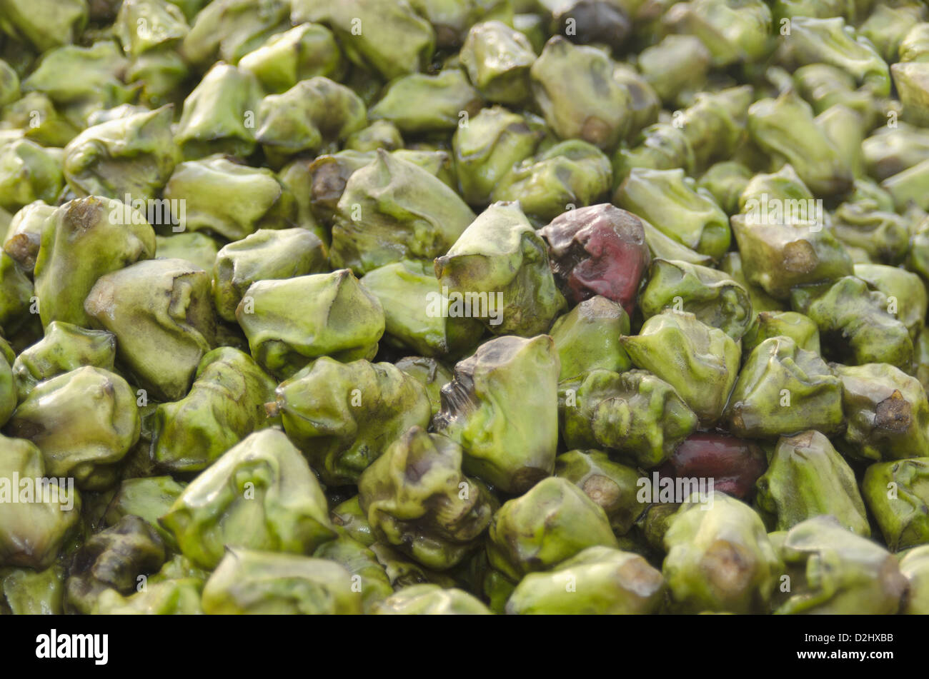 Indian water chestnuts, On the way to Bharatpur, India Stock Photo