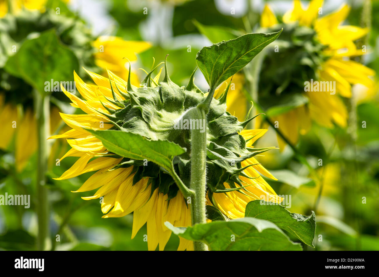 Sunflower fields. Agriculture in Monegros, Aragon, Spain Stock Photo