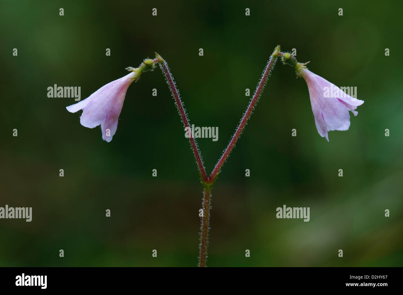 A double bloom of twinflower (Linnaea borealis) growing in an area of ...