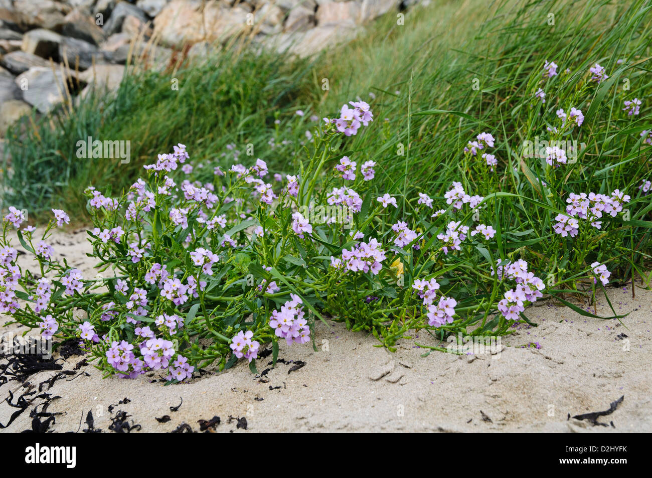 Northern Rock Cress (Arabis petraea) growing on the sandy shore of the Kyle of Tongue in Sutherland Scotland. August. Stock Photo