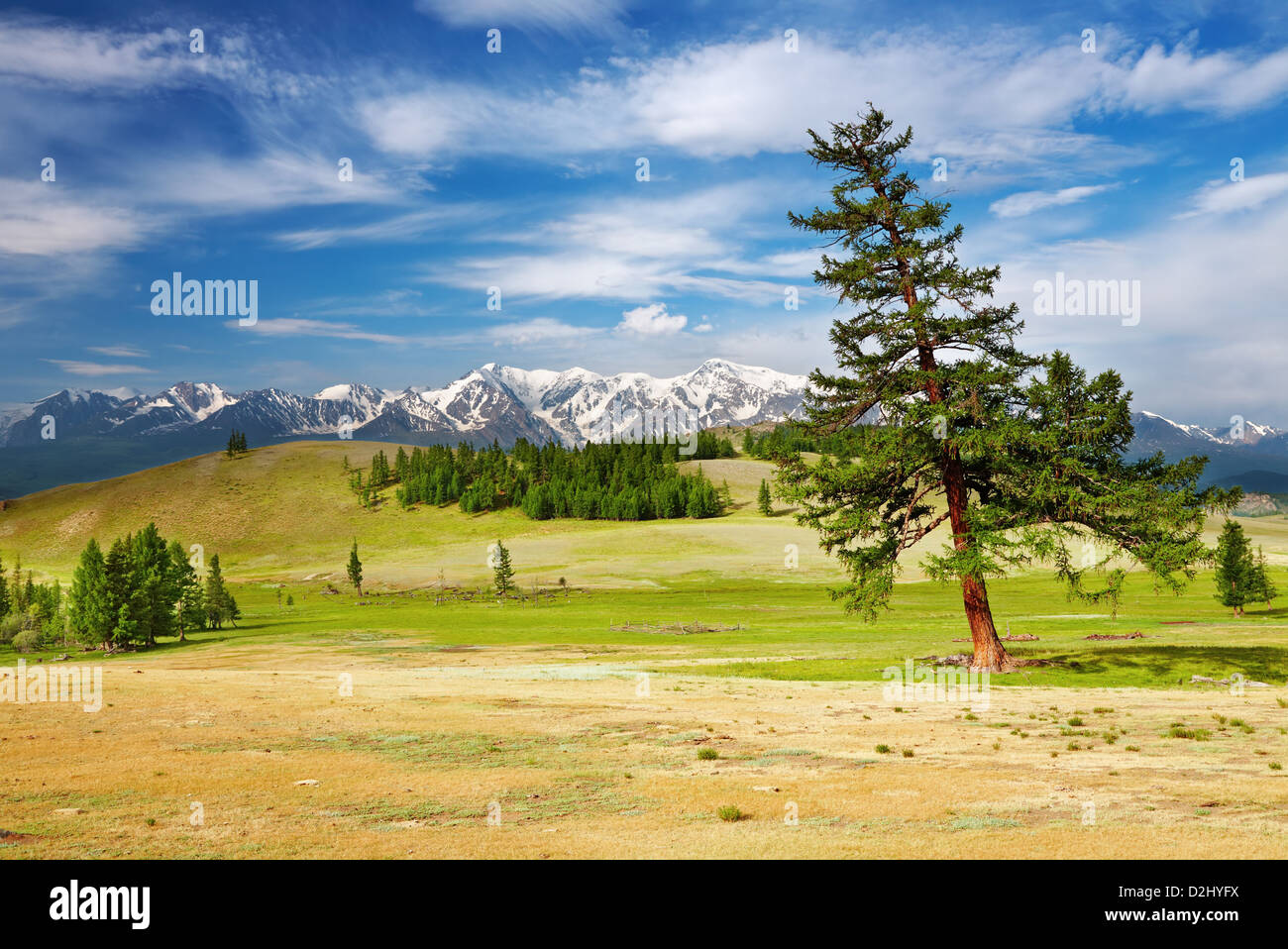 Mountain landscape with trees and blue sky Stock Photo