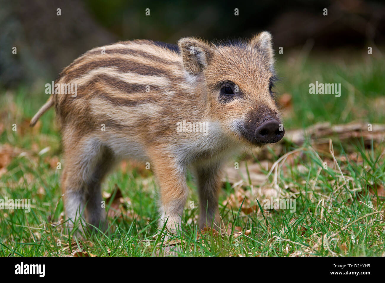 Wild boar (Sus scrofa) piglet showing striped coat in forest in spring, Germany Stock Photo