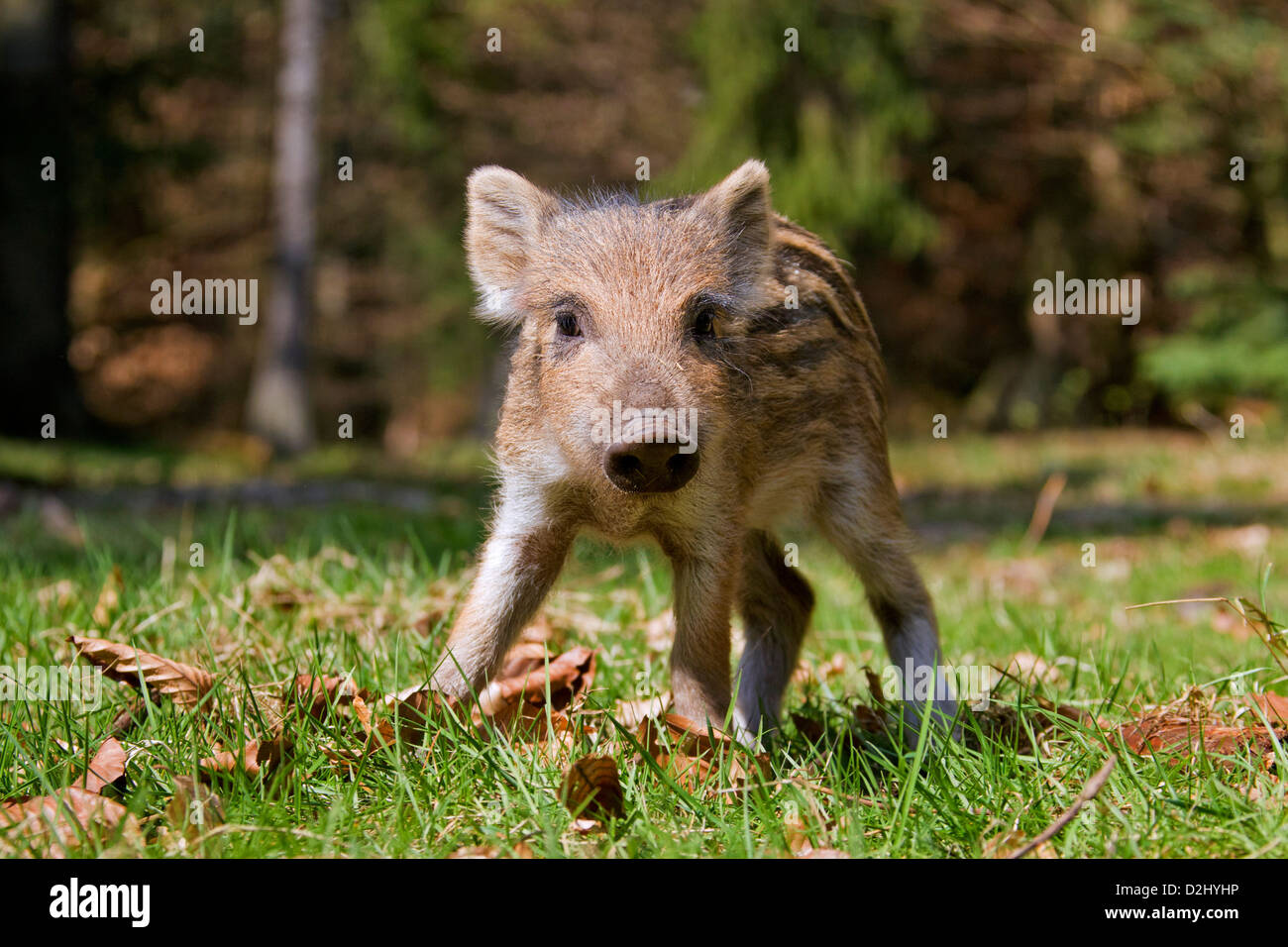 Wild boar (Sus scrofa) piglet showing striped coat in forest in spring, Germany Stock Photo