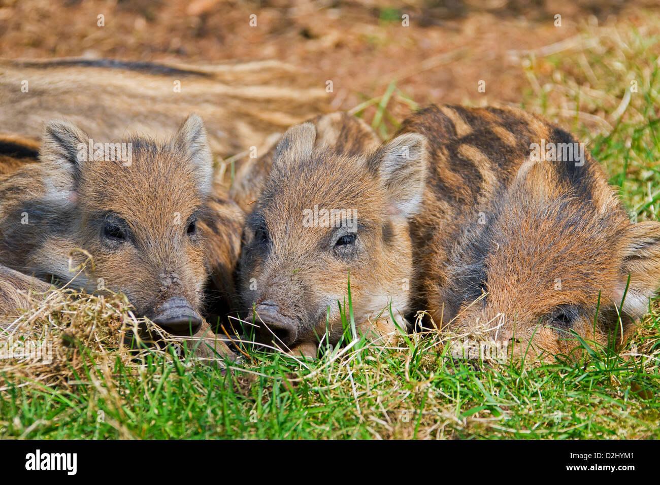 Three wild boar (Sus scrofa) piglets sleeping huddled together in forest in spring, Germany Stock Photo