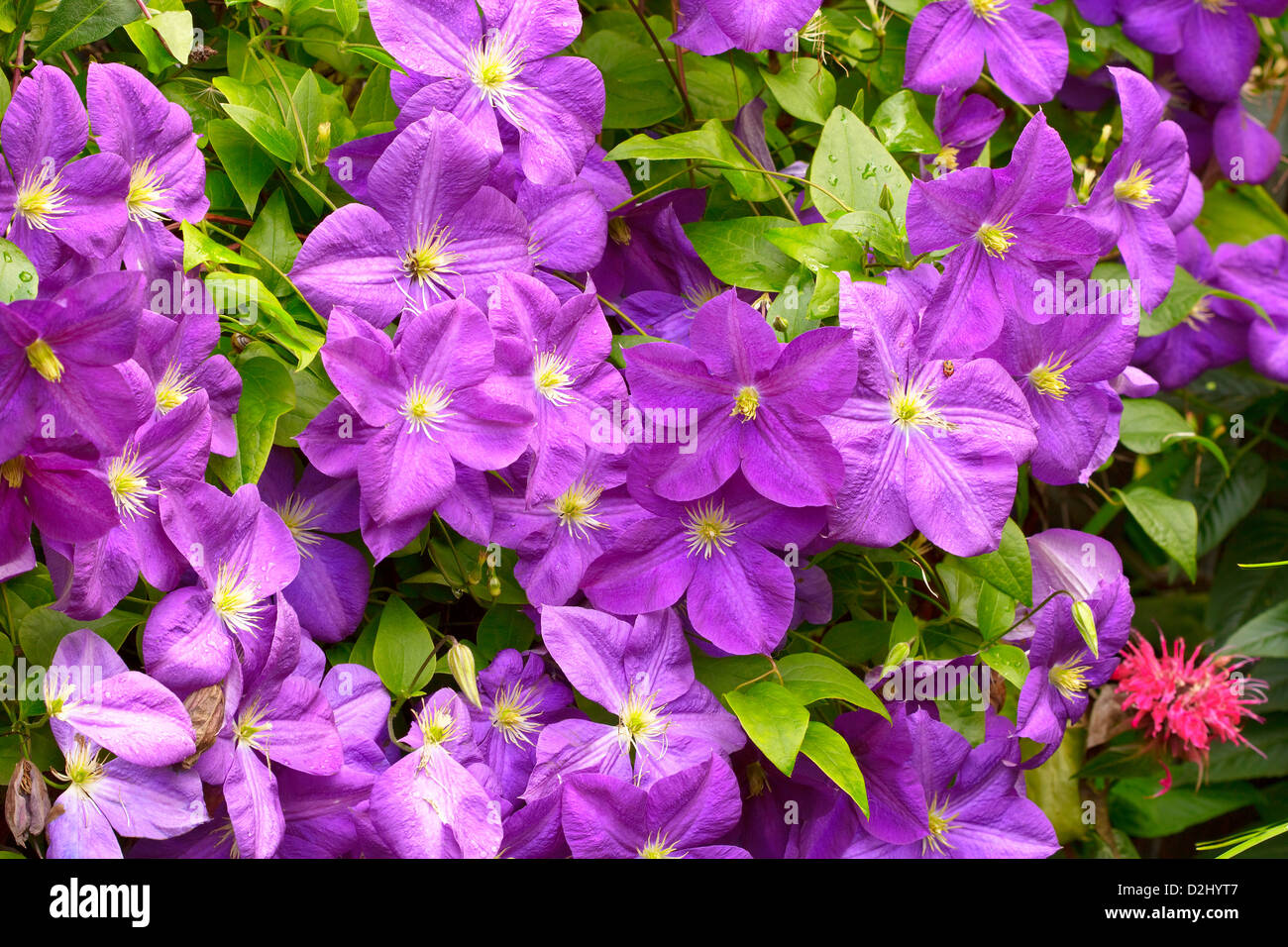 Violet Clematis flowers with raindrops in the garden. Summer flowers in the garden. In the evening. Adobe RGB. DFF image Stock Photo