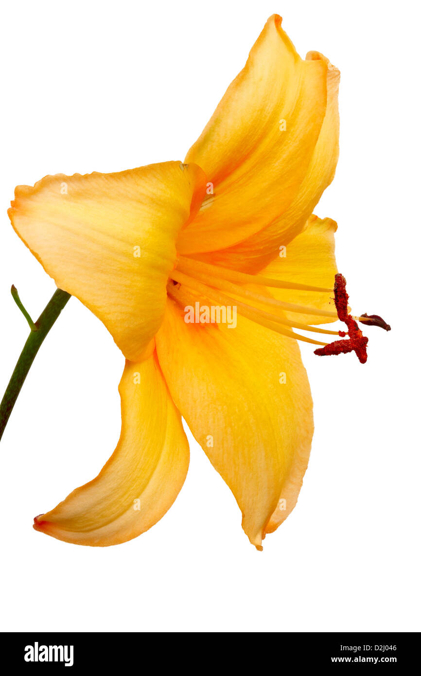 Flower of yellow Daylilies (Hemerocallis). Isolated on white. Isolated with clipping path. Adobe RGB. DFF image Stock Photo