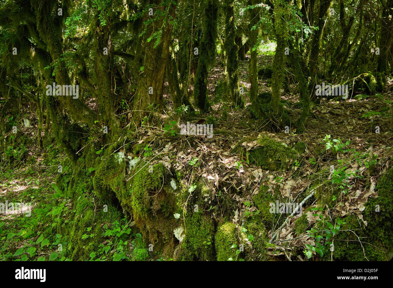 Landscape forest hi-res stock photography and images - Alamy