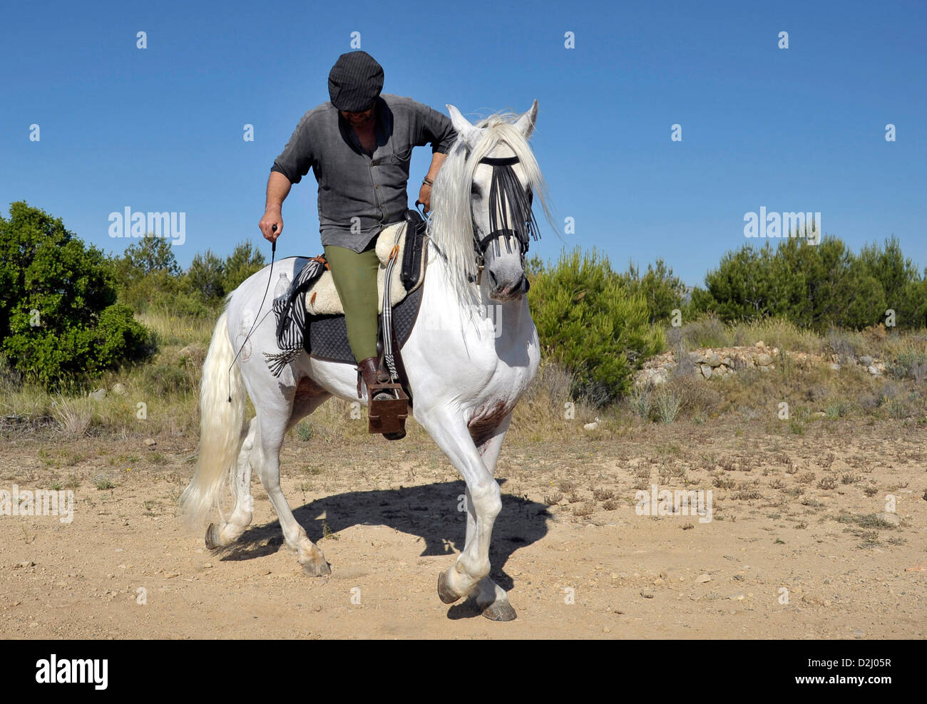 spanish man in his forties and his white Andalusian Gelding outside in the countryside in the mountains of the Costa Blanca Stock Photo