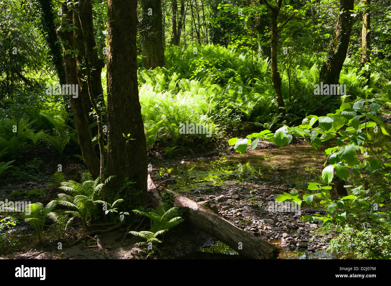 forest stream Stock Photo Alamy