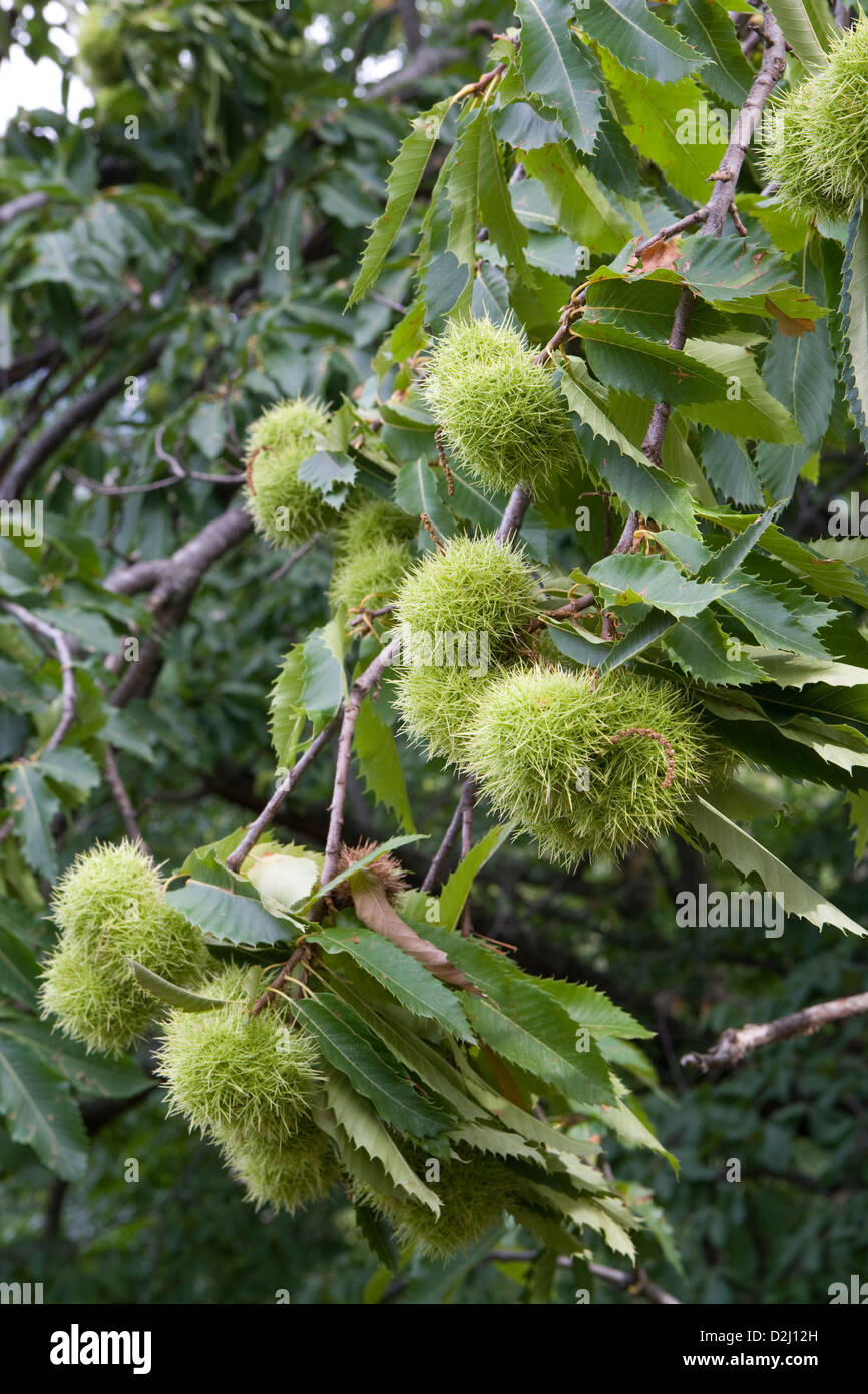 Chestnut tree fruit hi-res stock photography and images - Alamy