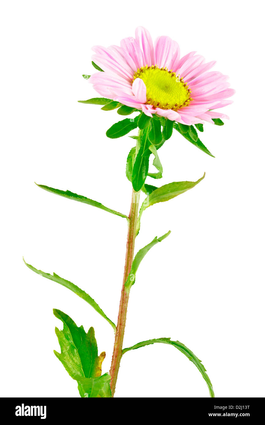 Pink flower Aster. Inflorescence of Aster. Sweet pea. Isolated on white. Isolated with clipping path. Adobe RGB Stock Photo