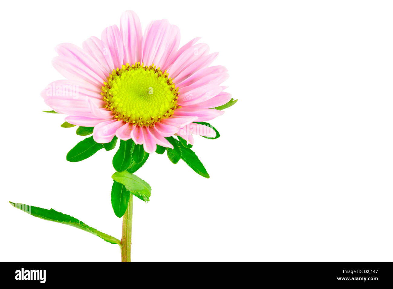 Pink flower Aster. Inflorescence of Aster. Sweet pea. Isolated on white. Isolated with clipping path. Adobe RGB Stock Photo