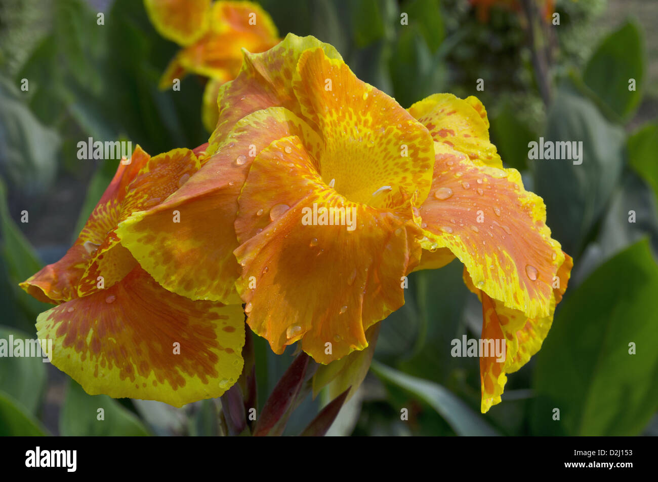 Beautiful Cannas flowers in Orange colour, Lodi gardens, Delhi, India Stock Photo