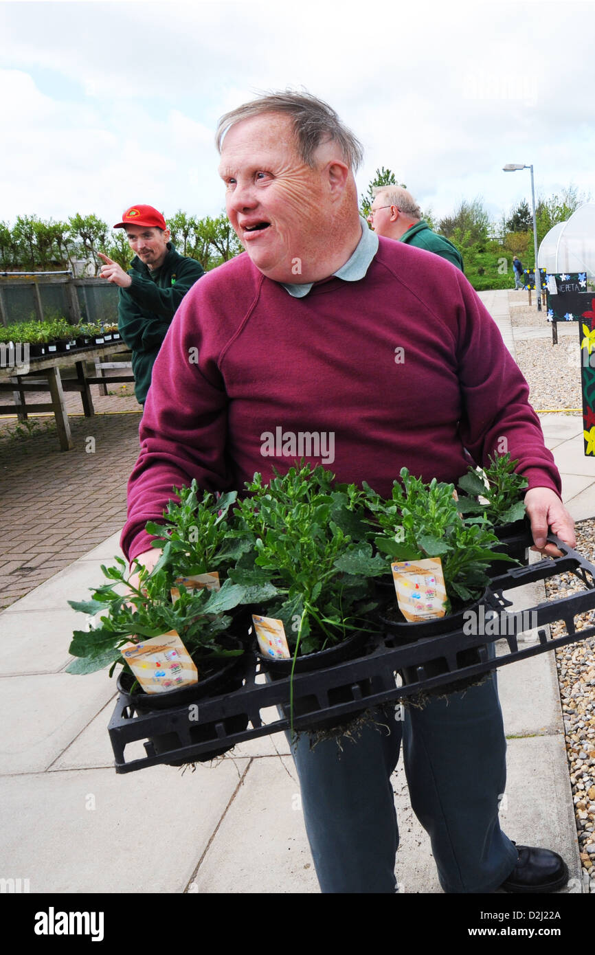 Man with learning disabilities works at a Garden Centre, North Yorkshire Stock Photo