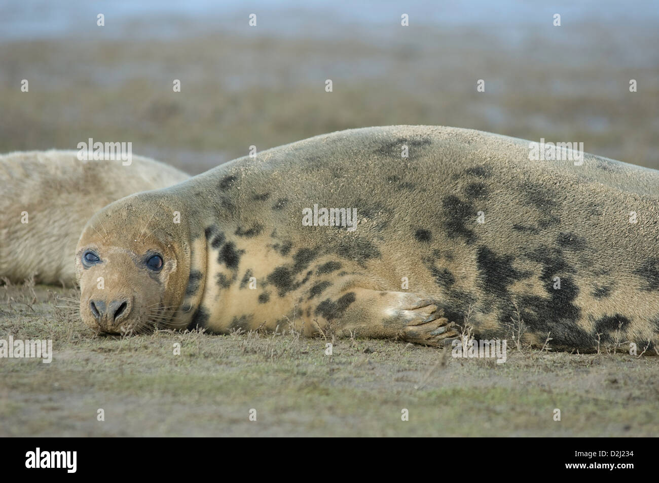 Seal at Donna nook north lincolnshire Stock Photo