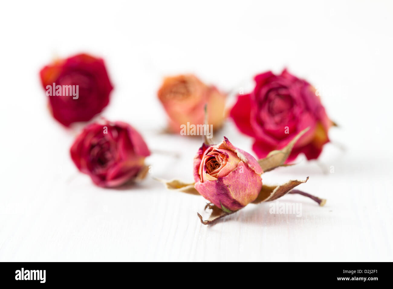 Can a dried rose stem regrow again with proper sunlight and