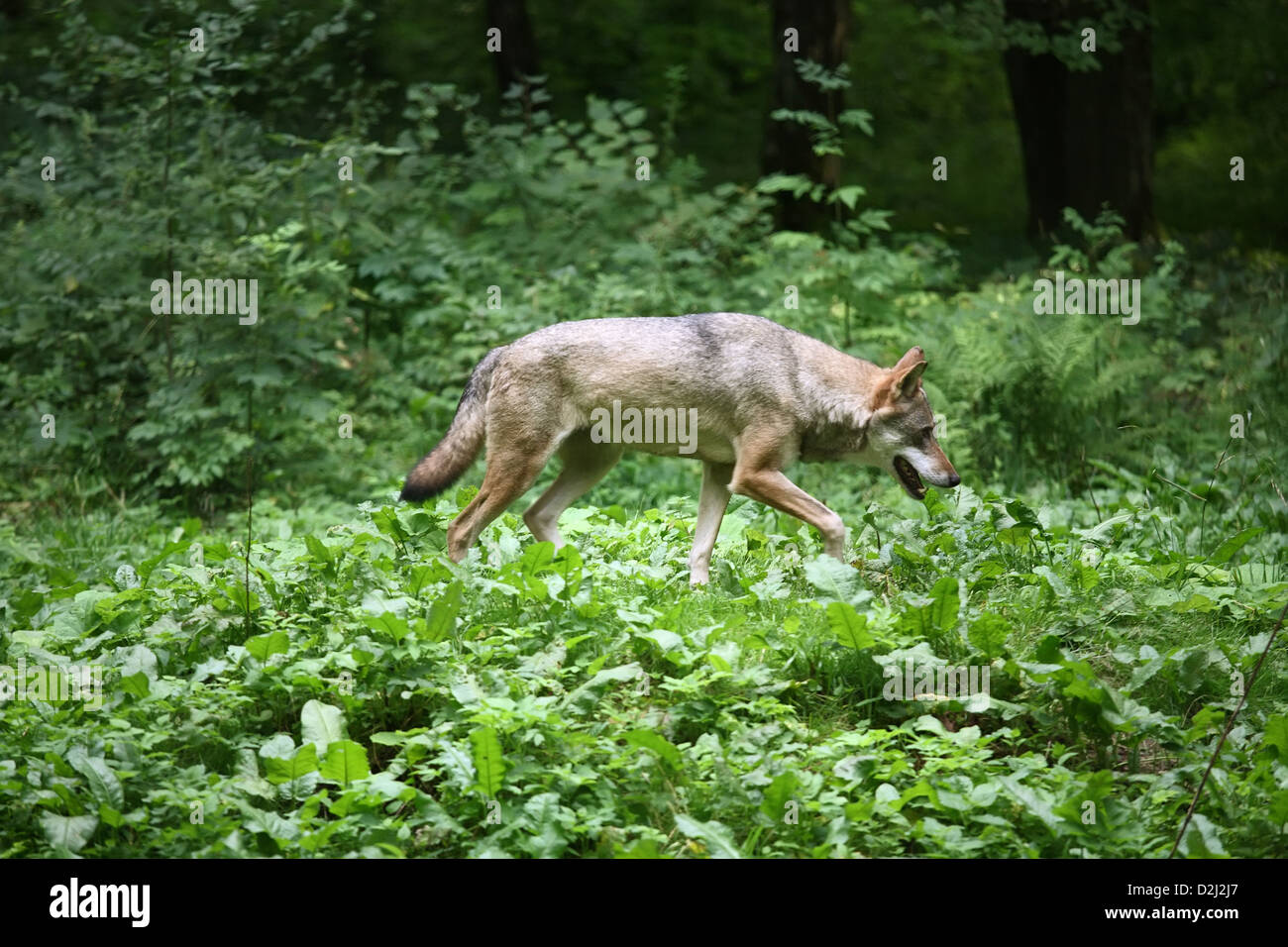 Bialowieza, Poland, Wolf at the Safari Park, which belongs to the Bialowieza National Park Stock Photo