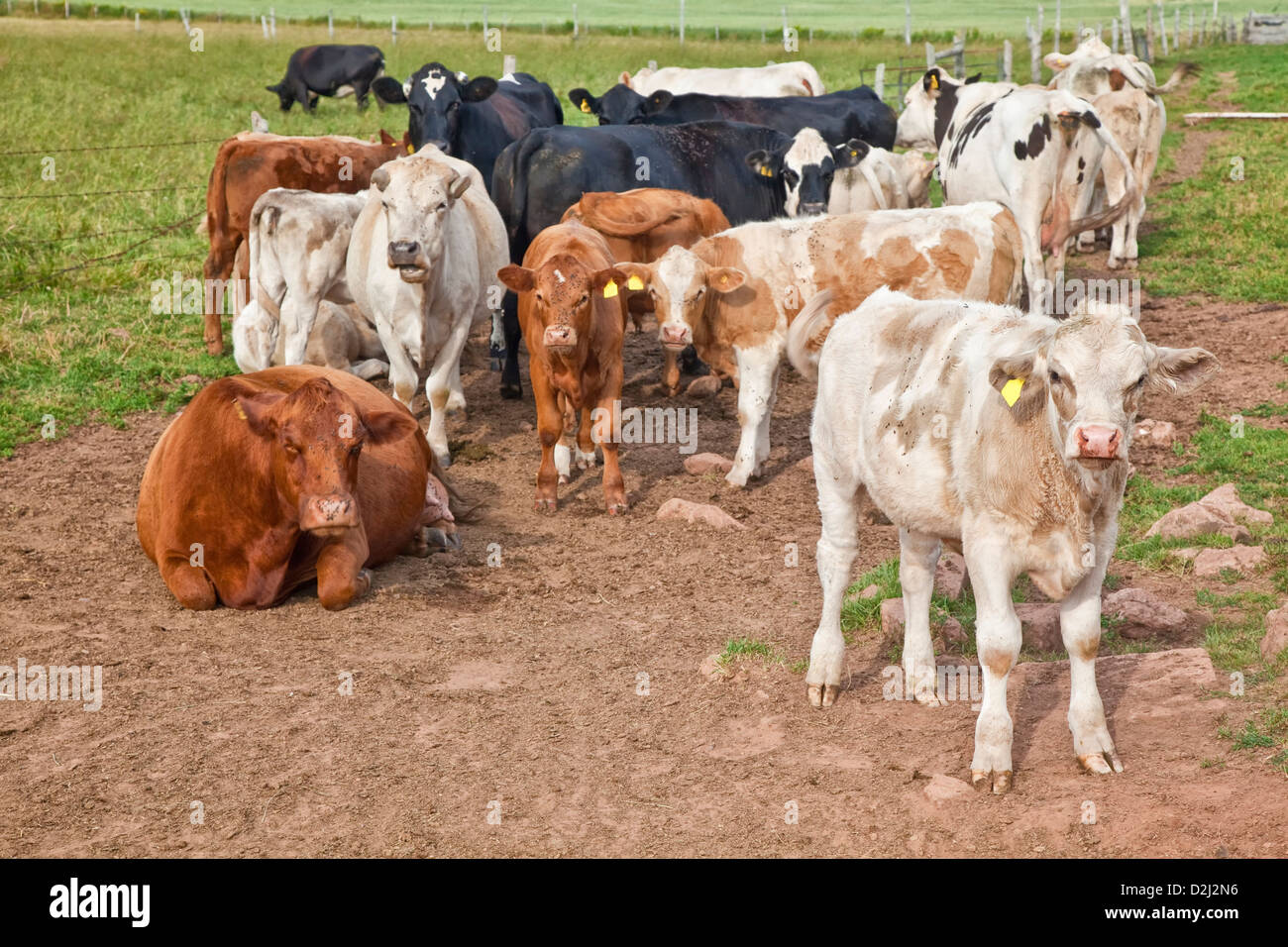 Red angus cross cow hires stock photography and images Alamy