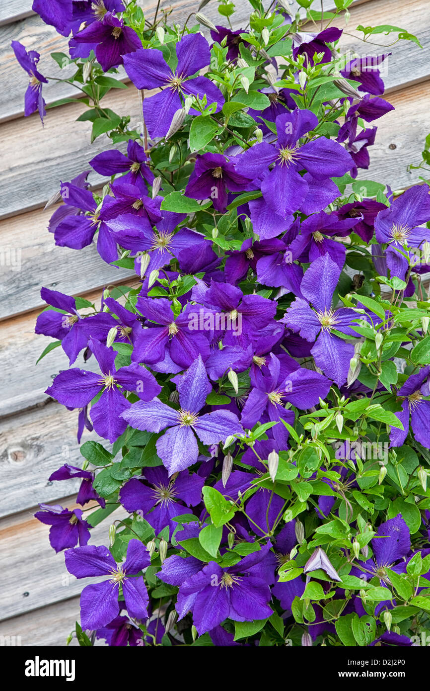 A beautiful hybrid purple flowering Jackman clemantis growing on a trellis on the side of a wooden building. Stock Photo