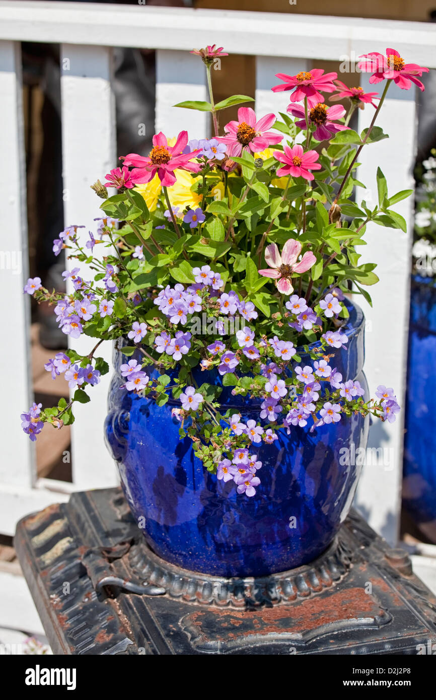 Blue glazed terracotta plant pots filled with annual flowers used as home decoration. Stock Photo