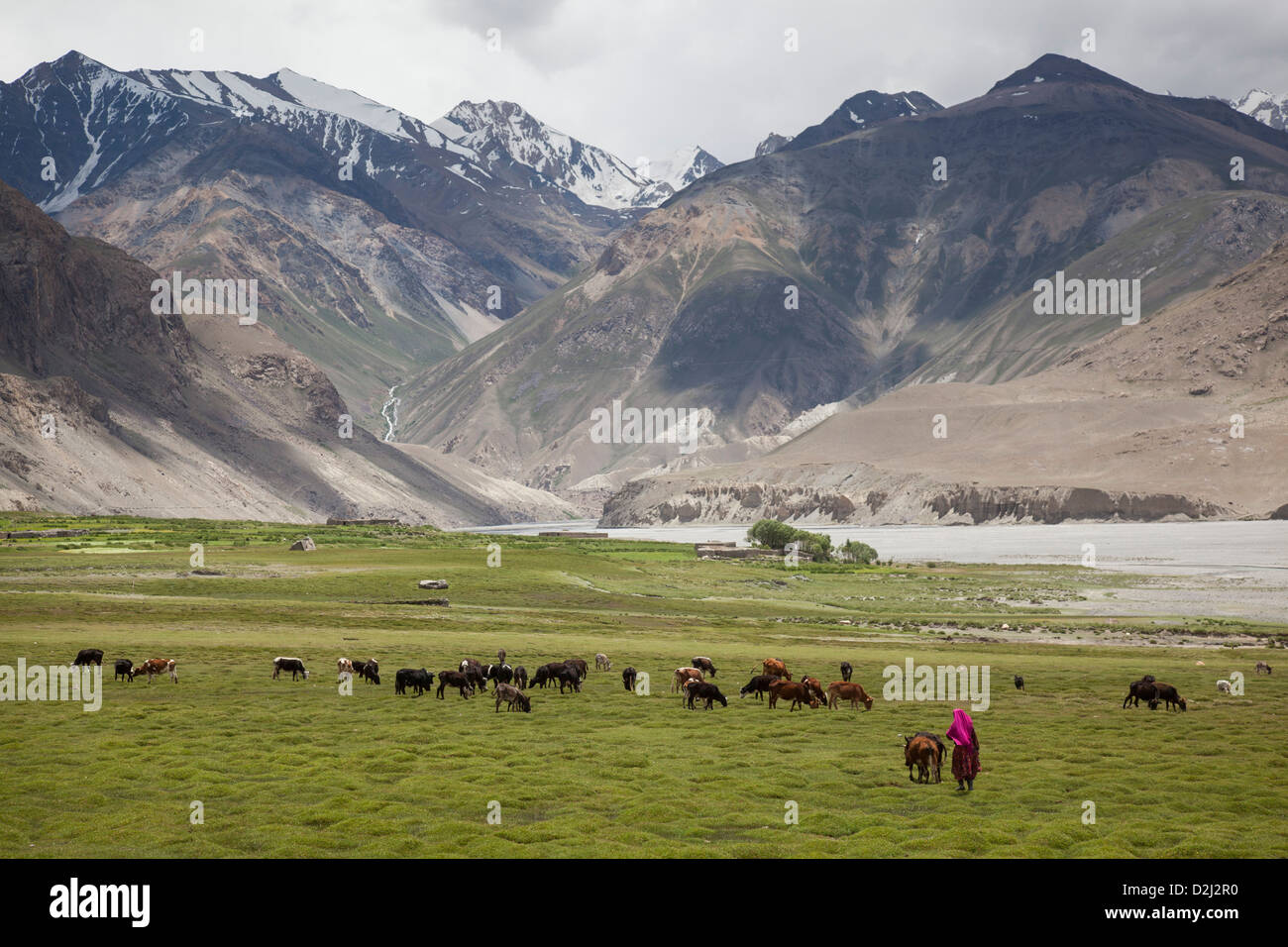 A woman herds cows at Sarhad-e-broghil, a village in the Wakhan in Badakhshan Province in north-eastern Afghanistan. Stock Photo