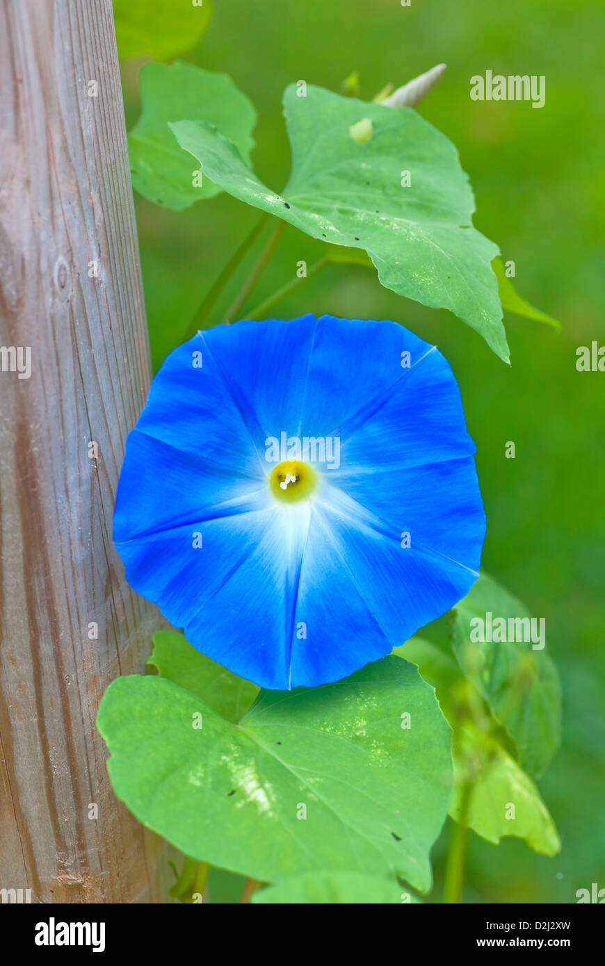 Growing ipomoea fence hires stock photography and images Alamy