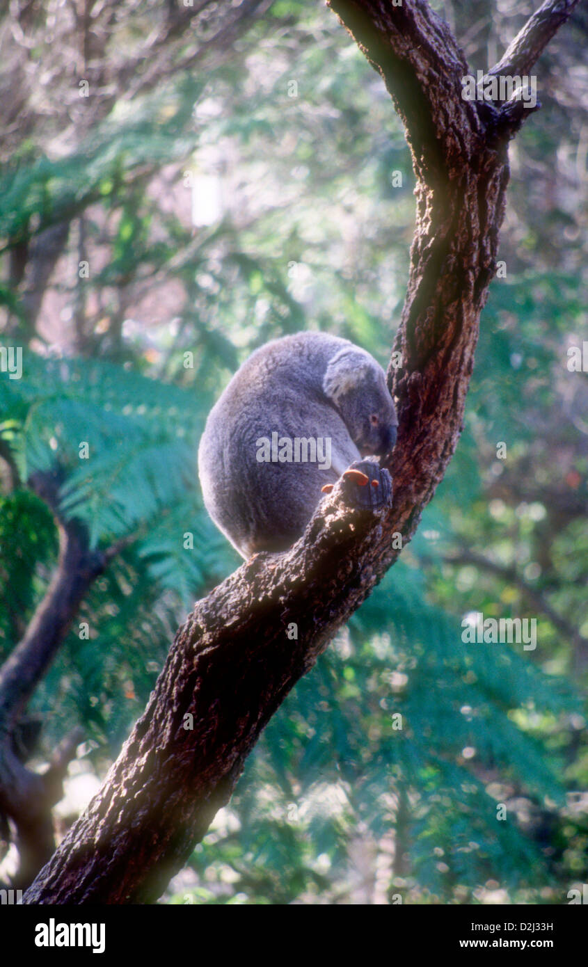 Sydney zoo hi-res stock photography and images - Alamy