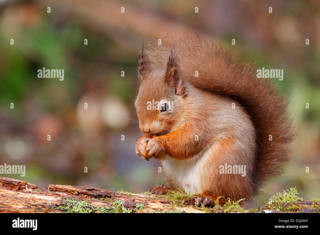 Red Squirrel (Sciurus vulgaris) in the forest, Highlands, Scotland, UK Stock Photo