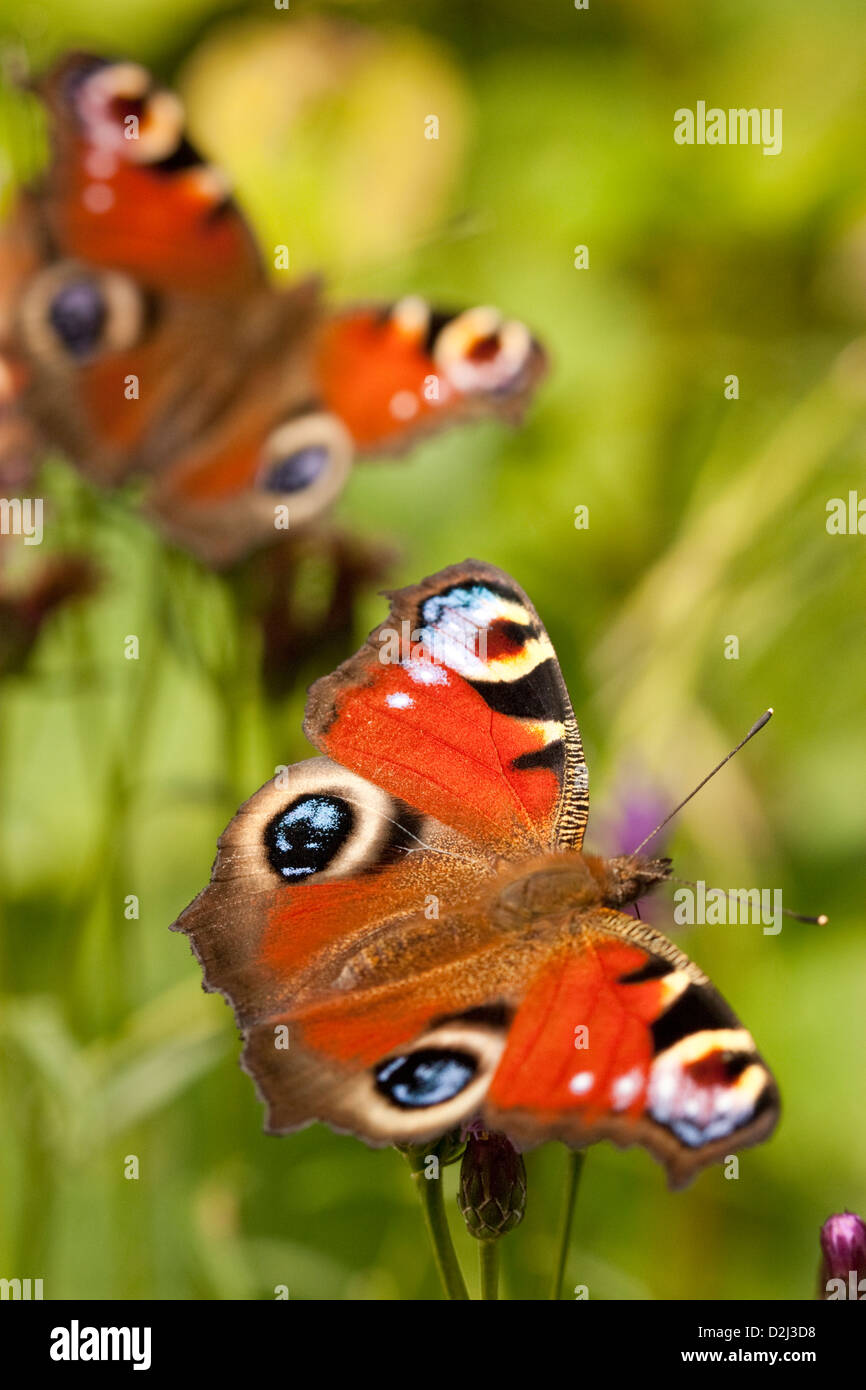 Peacock butterflies, England, UK Stock Photo