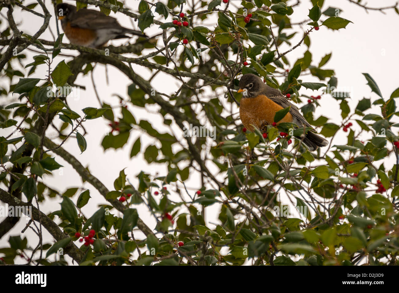 Robins Eating Holly Berries in Winter Stock Photo Alamy