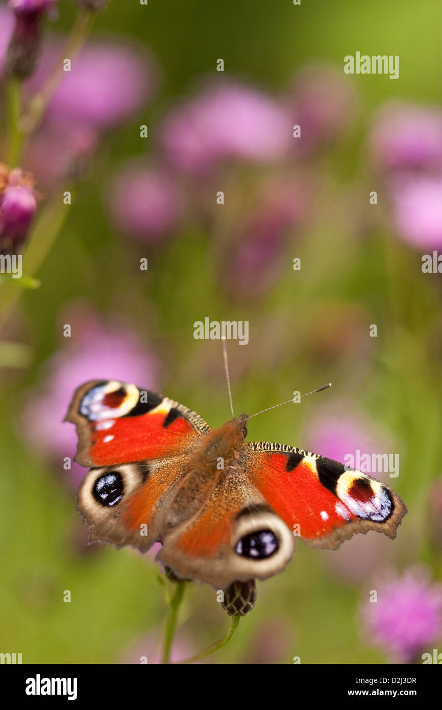 Peacock butterfly on Knapweed, England, UK Stock Photo Alamy