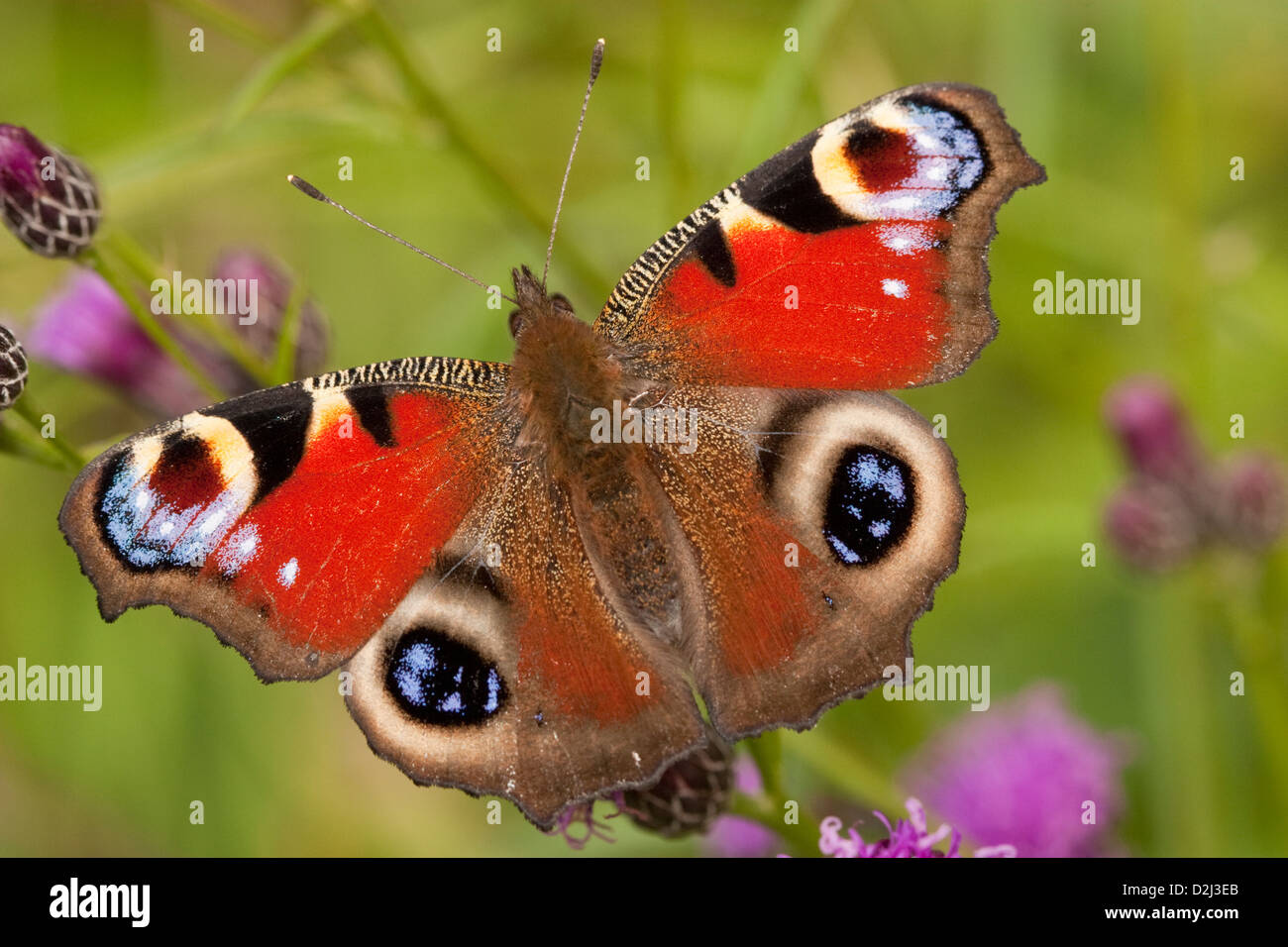 Peacock butterfly on Knapweed, England, UK Stock Photo