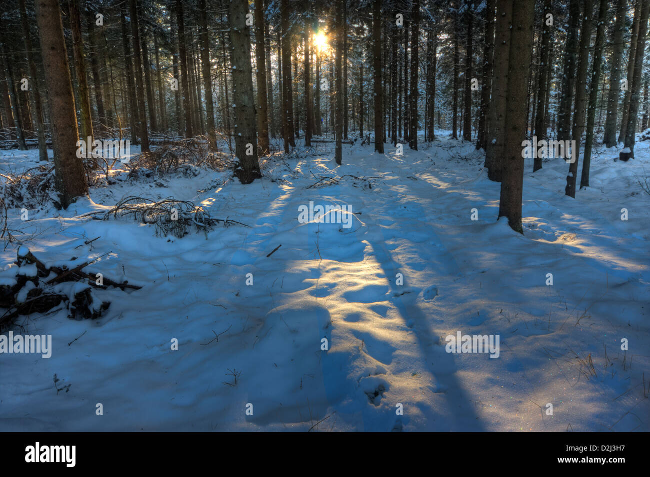 Sunset in a snowy forest, light spots and tree shadows on snow Stock Photo