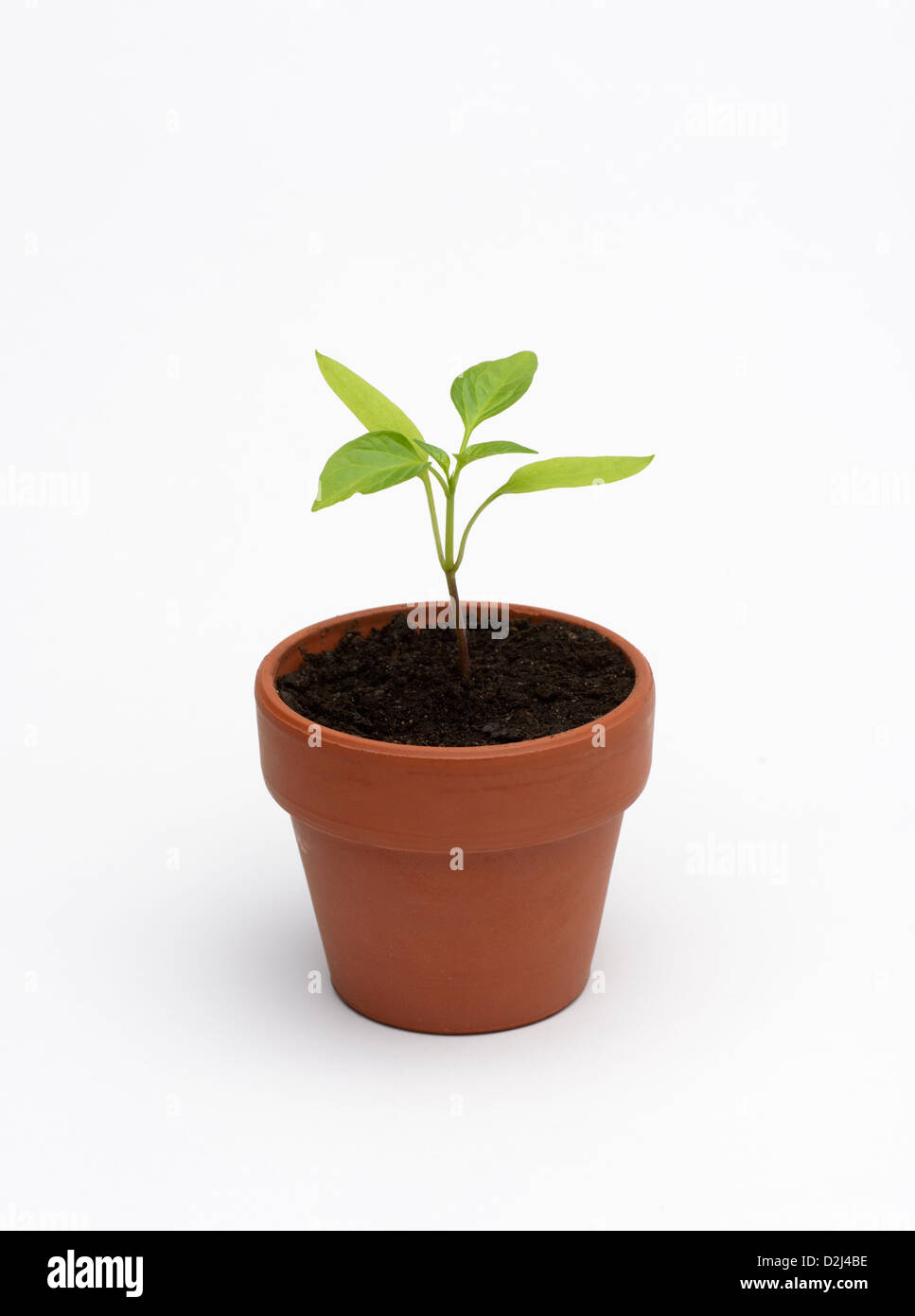 Seedling of a bell pepper plant, Capsicum annuum Stock Photo