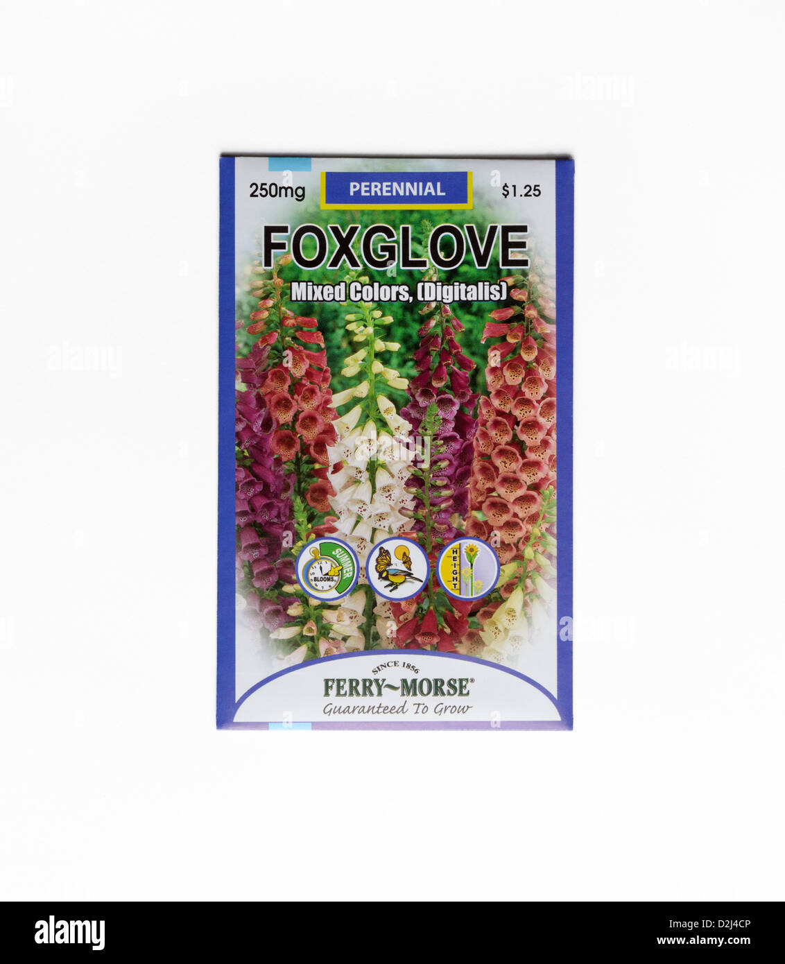 Seed packet with Foxglove (Digitalis) seeds Stock Photo