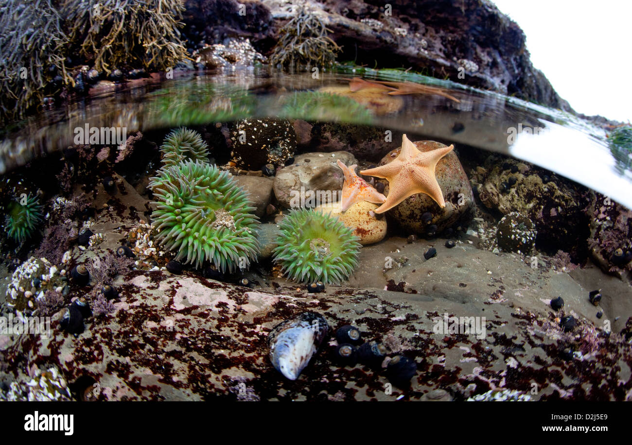 A split water view of a tidepool in California. Stock Photo