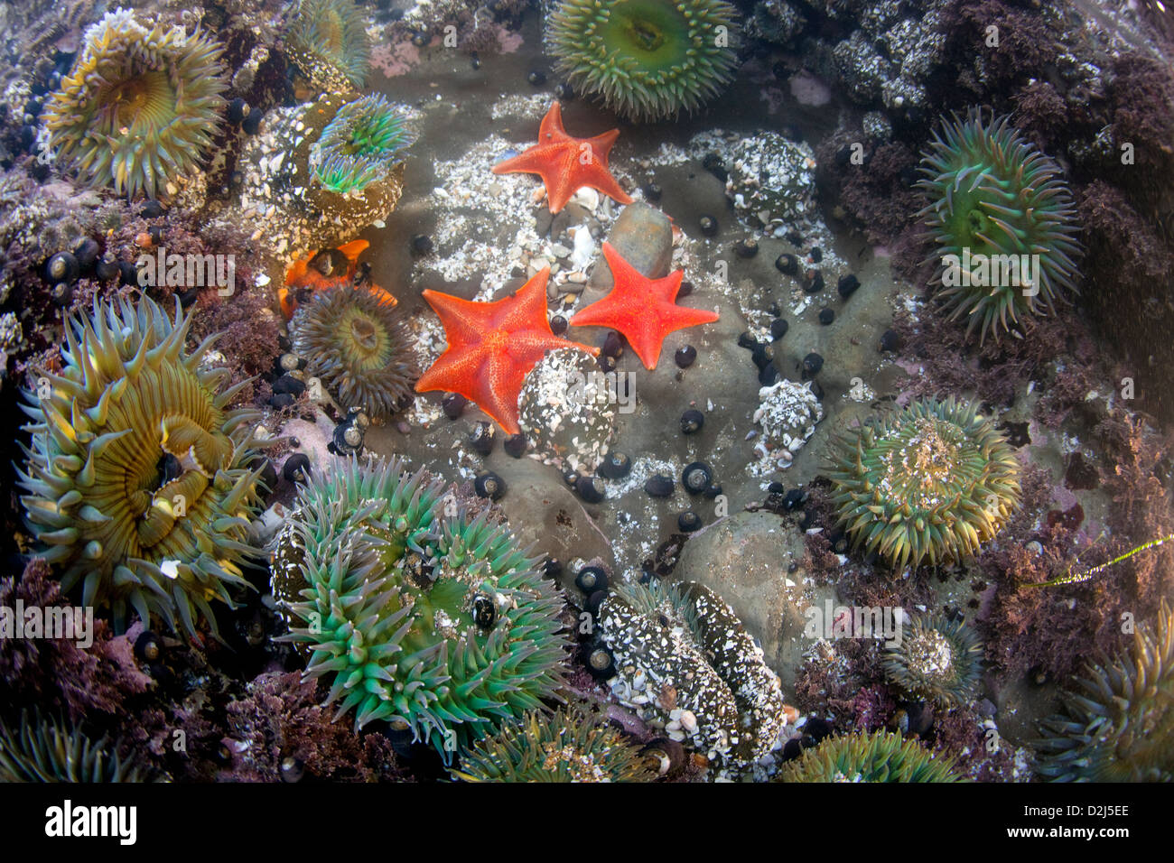 An close-up view of a tidepool in California. Stock Photo