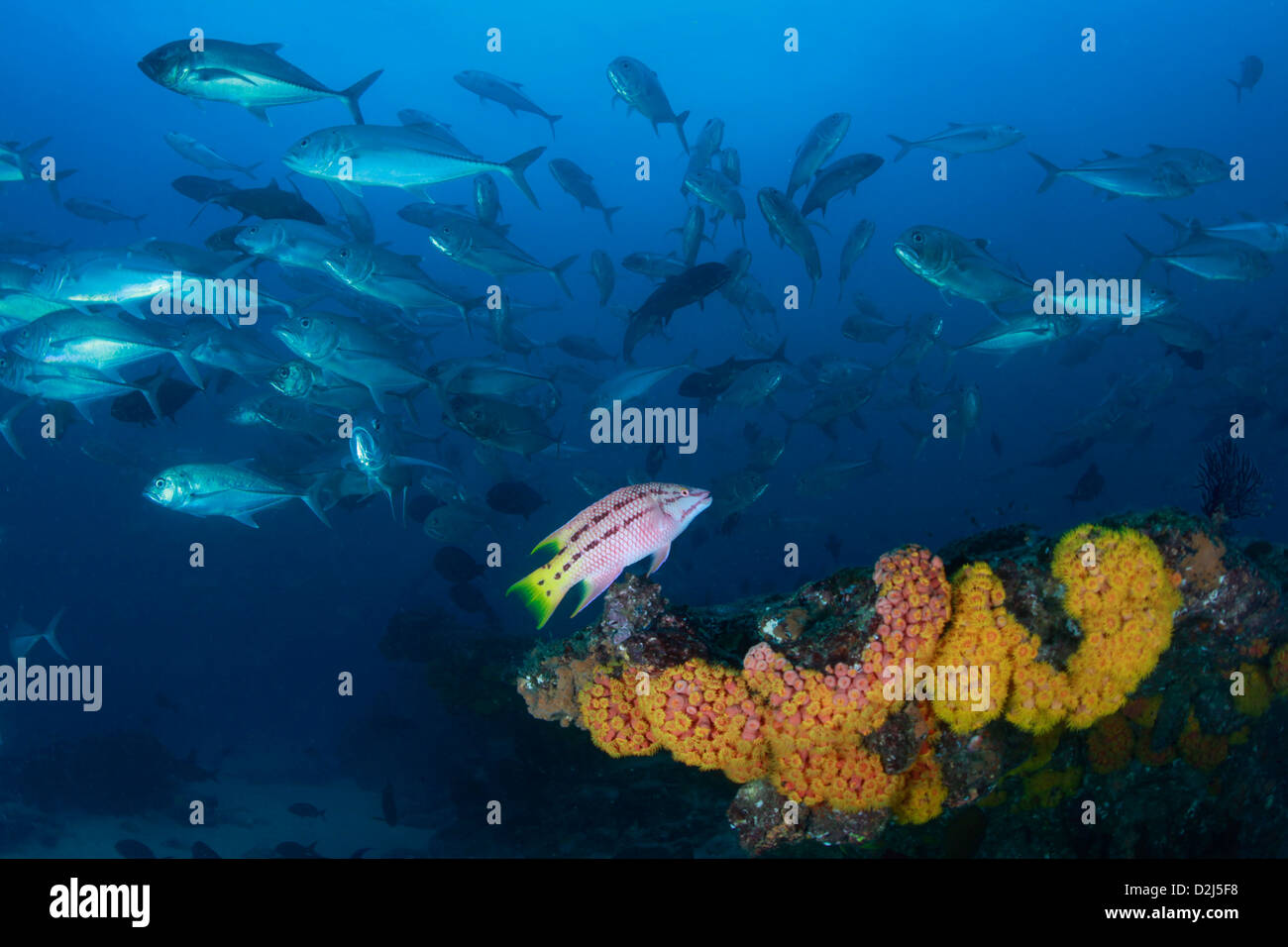 Schools of tropical coral reef fish at Cabo Pulmo National Marine Park, Mexico. Stock Photo