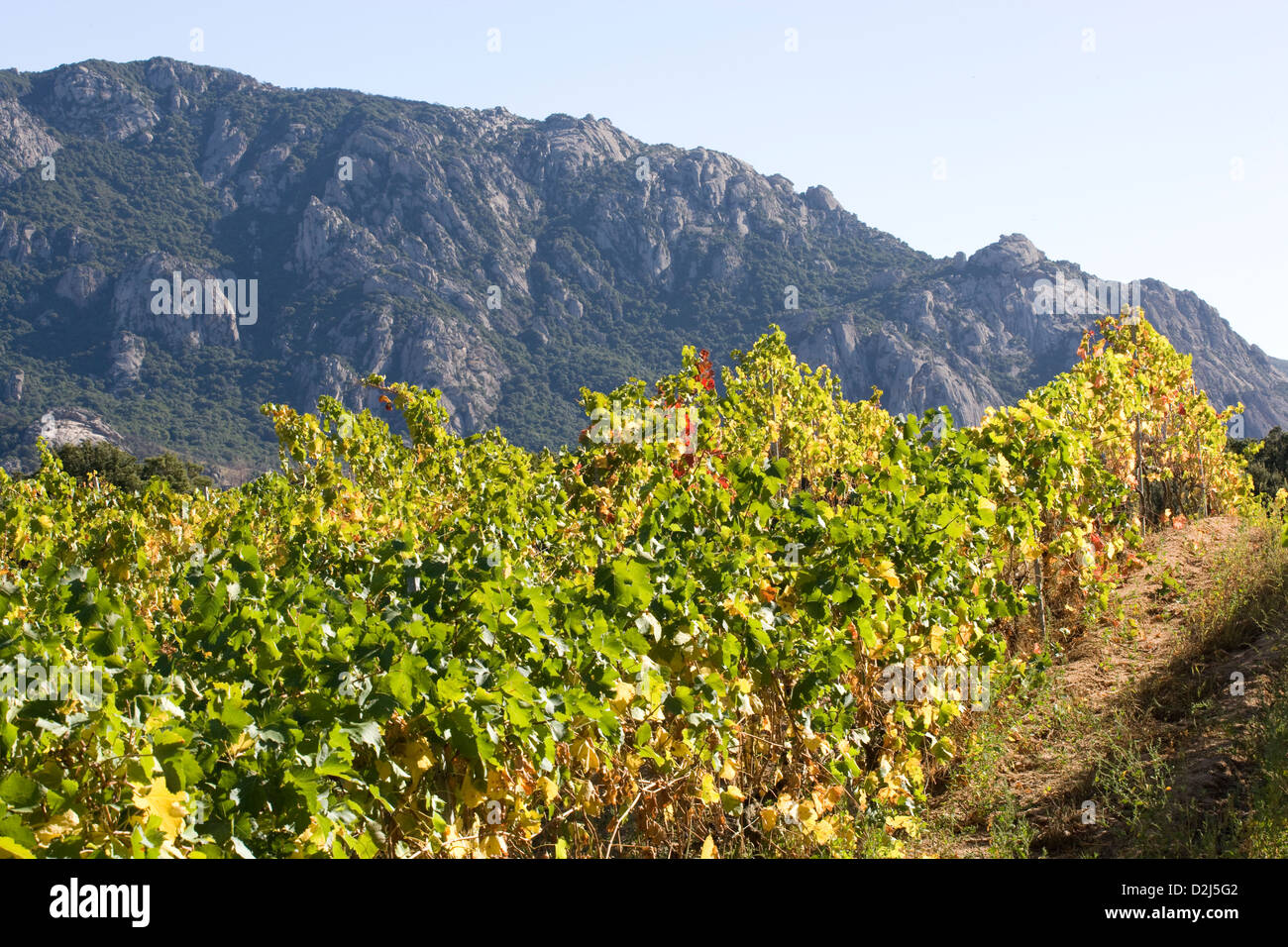 Corsica: Vallee de l'Orto - Domaine Saparale / autumn colors of vines with valley in the background Stock Photo