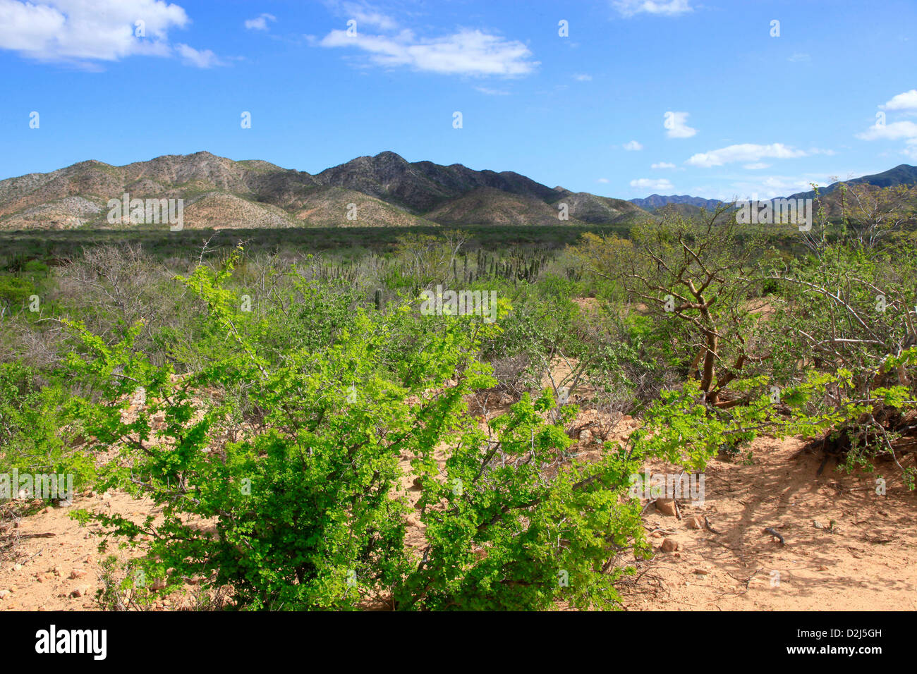 A lush landscape at Cabo Pulmo, Mexico. Stock Photo