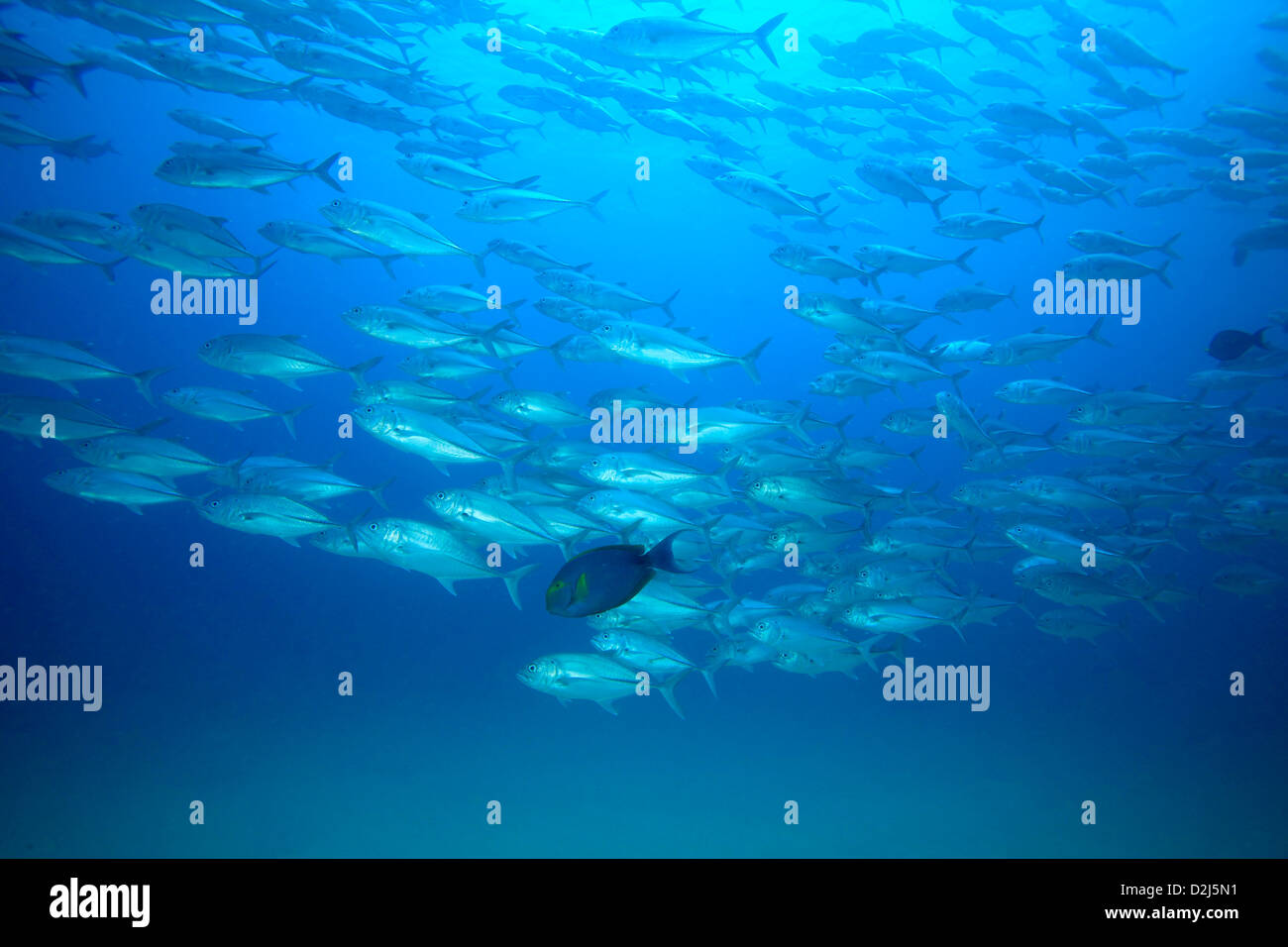 A large school of jacks in open water at Cabo Pulmo National Marine Park, Mexico. Stock Photo