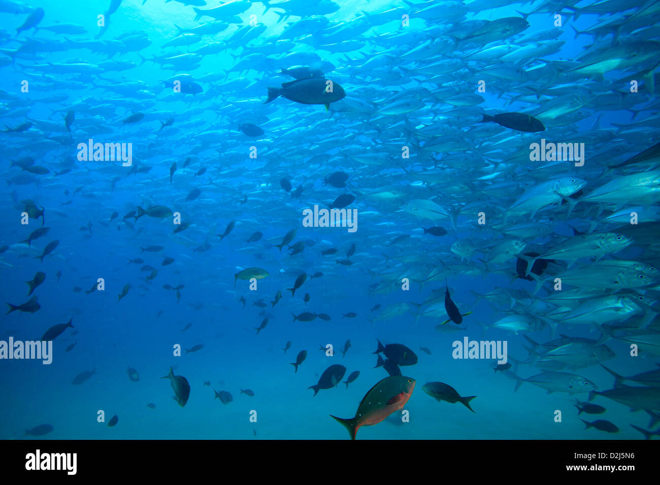 Large schools of tropical reef fish at Cabo Pulmo National Marine Park, Mexico. Stock Photo