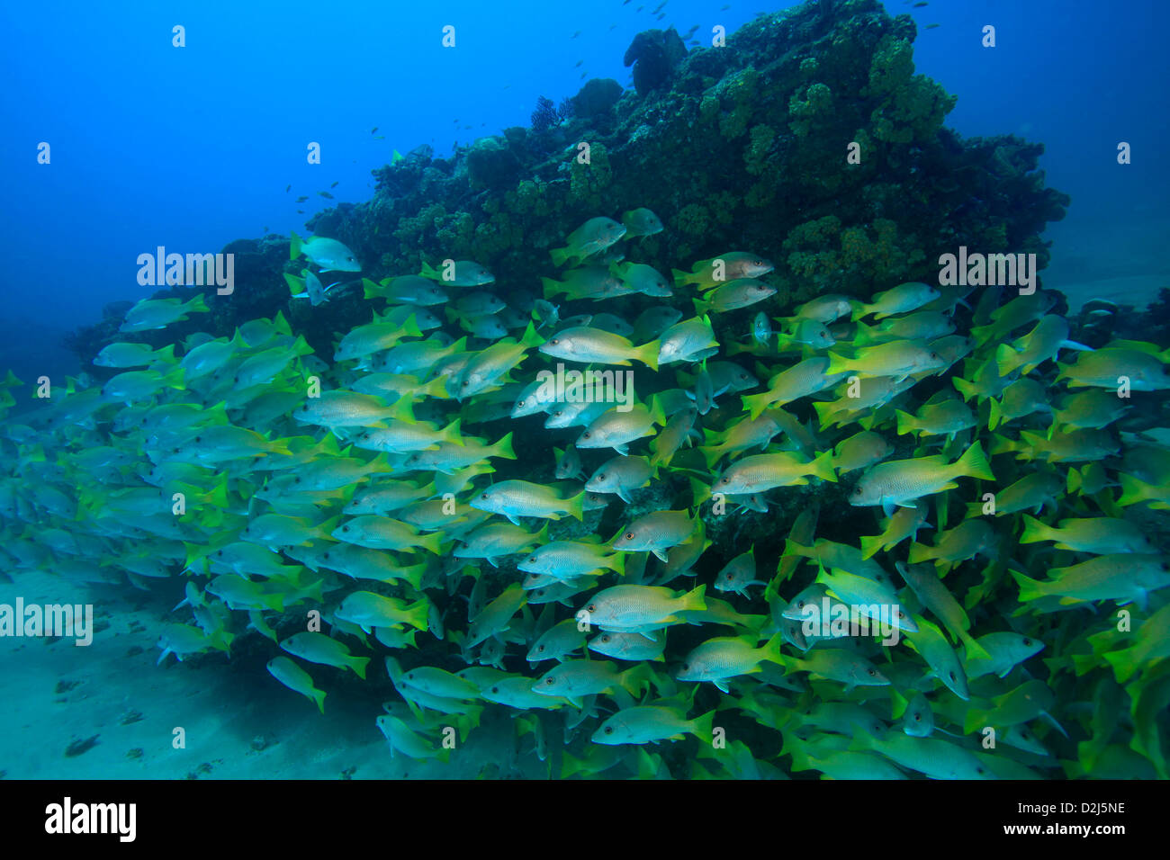A large school yellowtail snapper on a coral reef at Cabo Pulmo National Marine Park, Mexico. Stock Photo