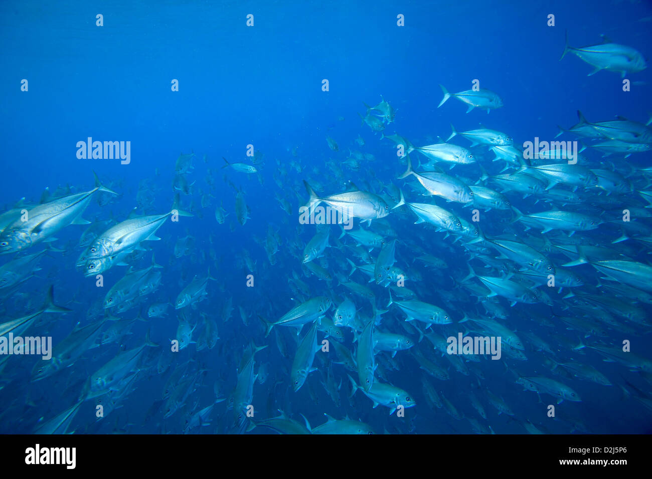 A large school of jacks in clear blue water at Cabo Pulmo National Marine Park, Mexico. Stock Photo
