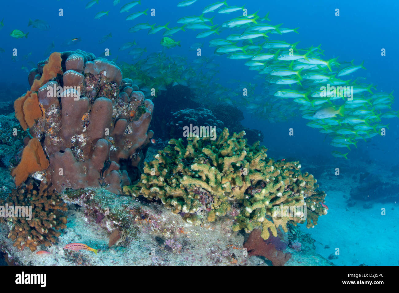A large school of yellowtail snapper above a healthy coral reef at Cabo Pulmo National Marine Park, Mexico. Stock Photo