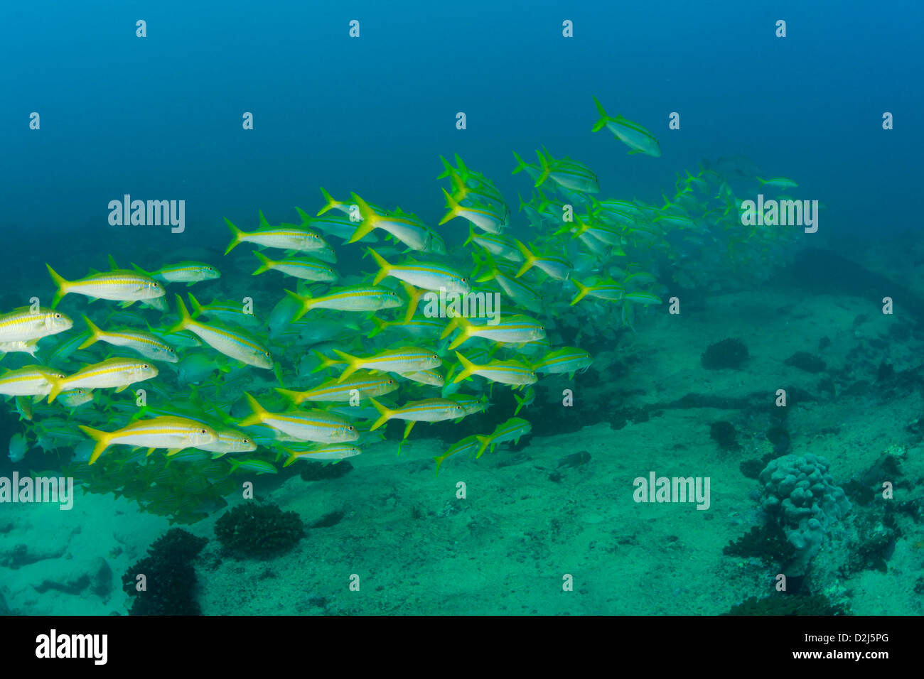 A school of yellowtail snapper in Cabo Pulmo National Marine Park, Mexico. Stock Photo
