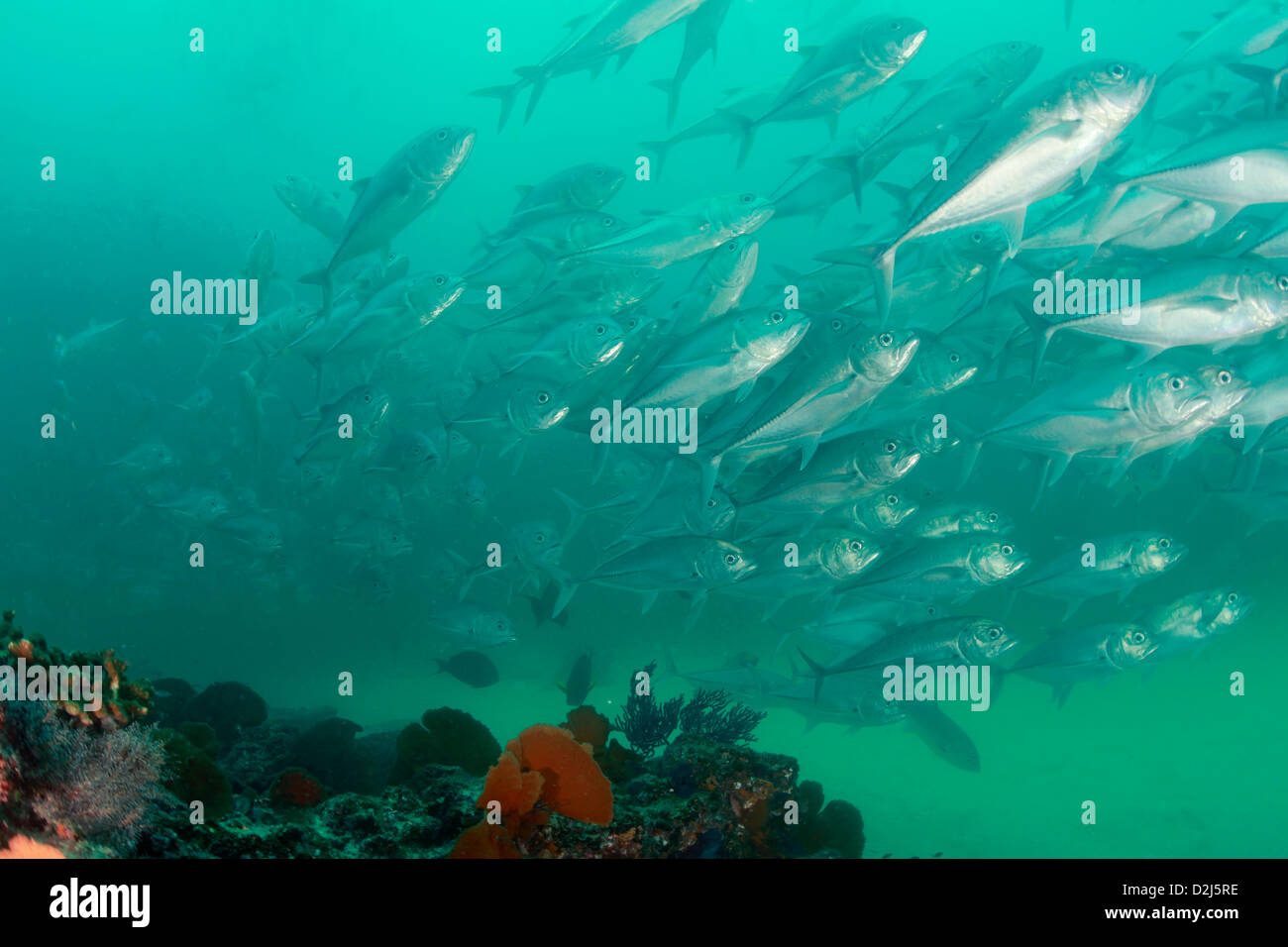 A large school of jacks on a coral reef at Cabo Pulmo National Marine Park. Stock Photo